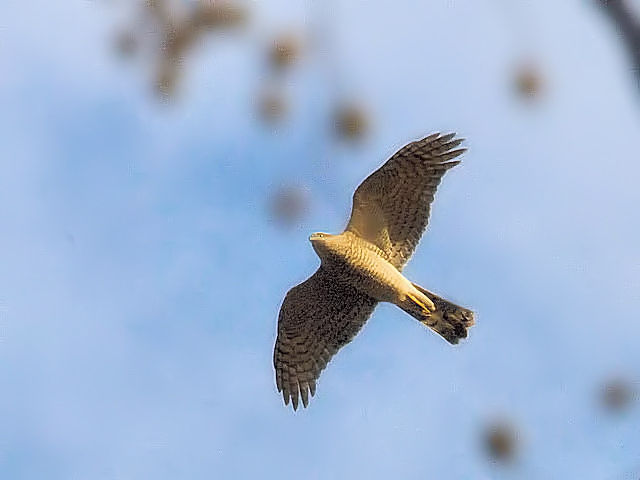 ハイタカ 成鳥 かわきた運動公園　八幡市　2017/01/05　Photo by kohyuh