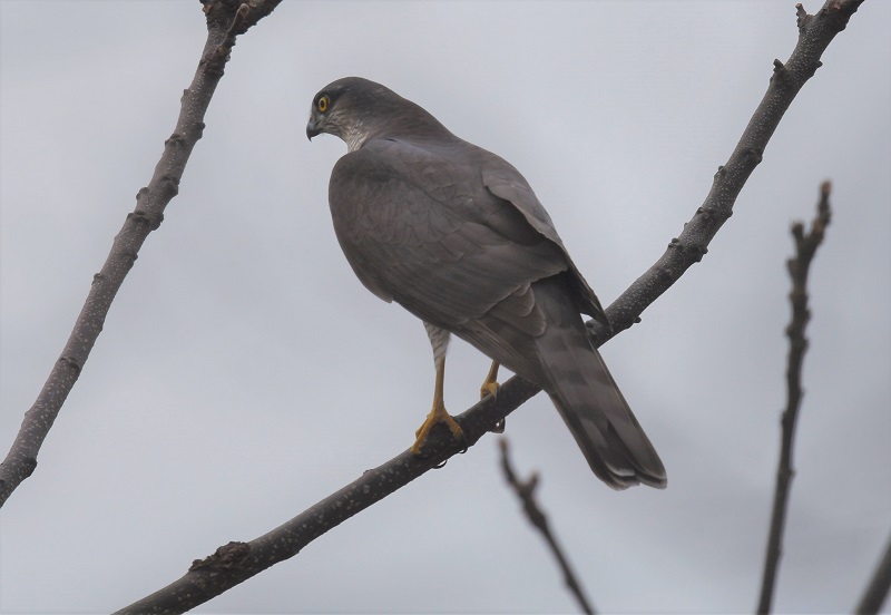 ハイタカ（５態-1）　淀川左岸　枚方市　2018/02/28　Photo by Hyashi　（写真提供：　林）