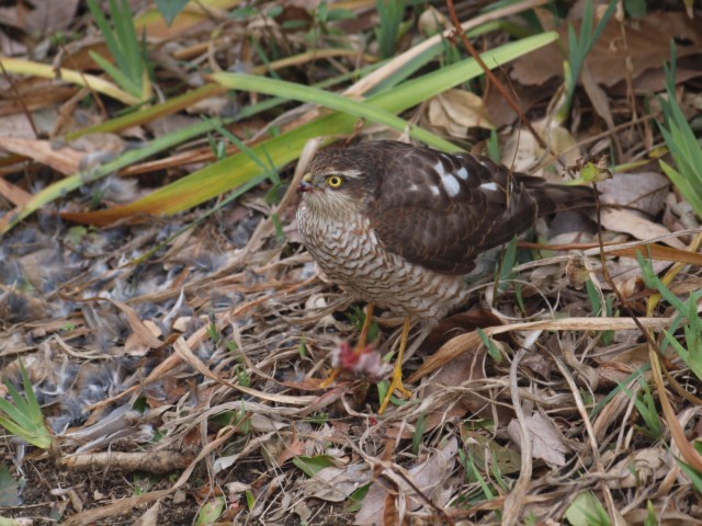 ① ハイタカ ♀　成鳥　枚方市　2011/12/12　Photo by kaku