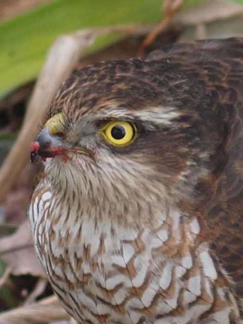 ② ハイタカ ♀ （写真①の頭部拡大）　成鳥　枚方市　2011/12/12　Photo by kaku