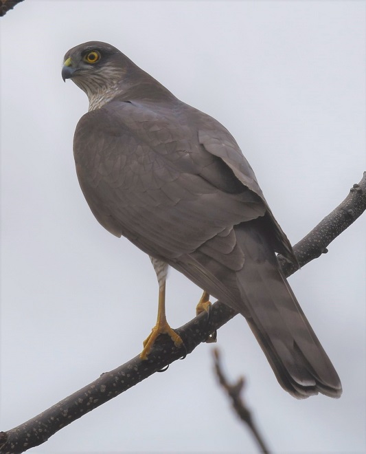 ハイタカ（５態-2）　淀川左岸　枚方市　2018/02/28　Photo by Hyashi　（写真提供：　林）