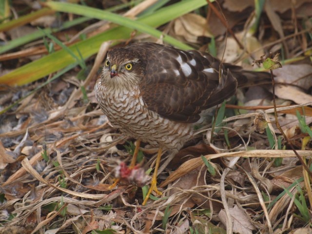 ③ ハイタカ ♀　成鳥　枚方市　2011/12/12　Photo by kaku