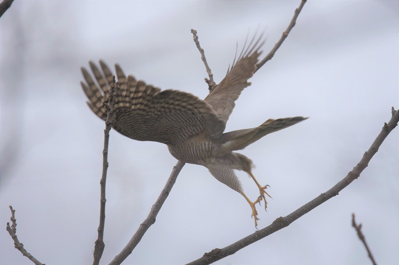 ハイタカ（５態-3）　淀川左岸　枚方市　2018/02/28　Photo by Hyashi　（写真提供：　林）