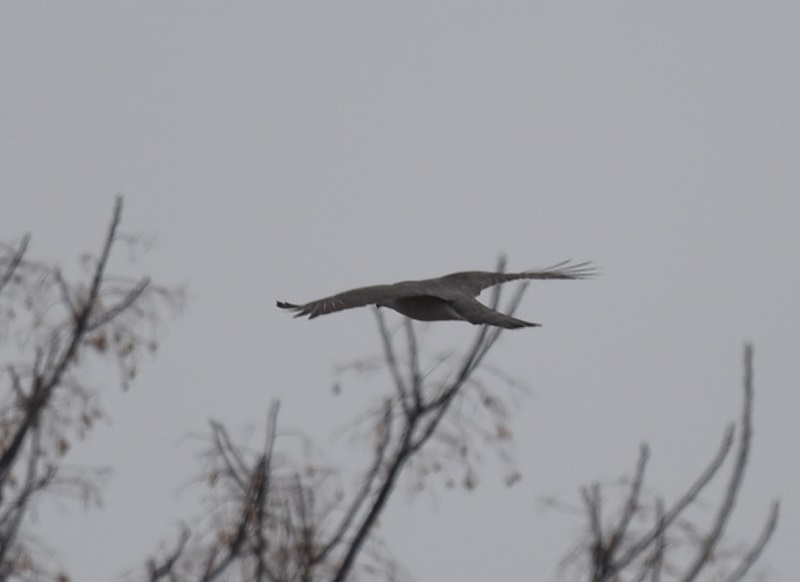 ハイタカ（５態-4）　淀川左岸　枚方市　2018/02/28　Photo by Hyashi　（写真提供：　林）