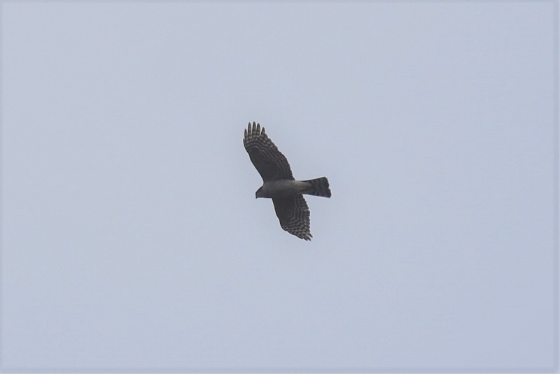 ハイタカ（５態-5）　淀川左岸　枚方市　2018/02/28　Photo by Hyashi　（写真提供：　林）