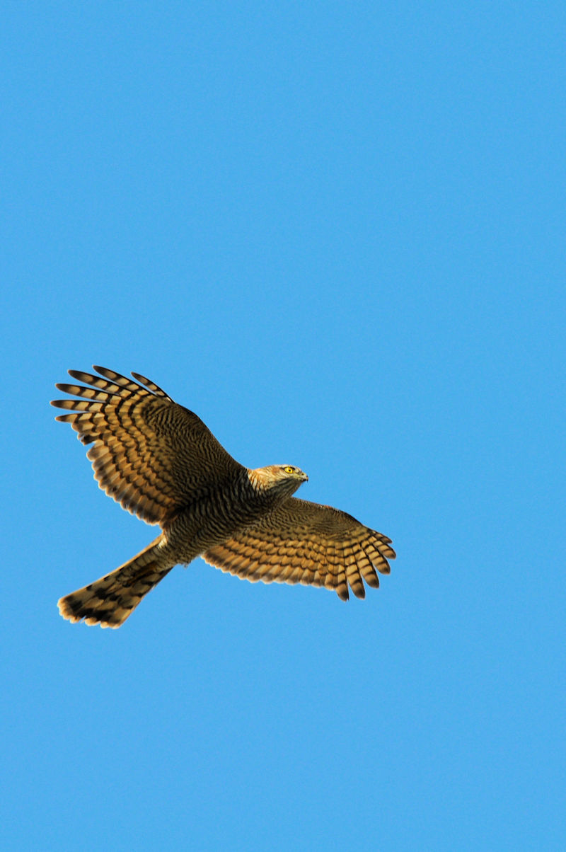 ハイタカ　成鳥（３態）　大谷川　八幡市　2021/11/15　Photo by Kohyuh