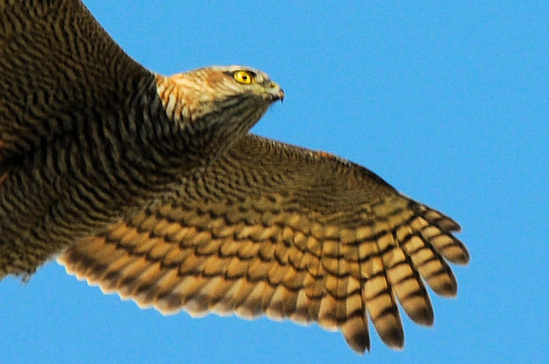 ハイタカ　成鳥（３態）　大谷川　八幡市　2021/11/15　Photo by Kohyuh