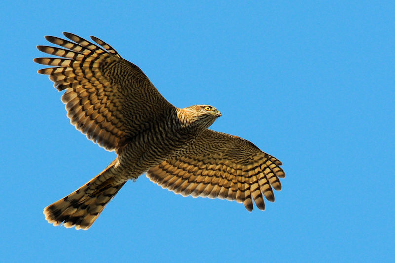 ハイタカ　成鳥（３態）　大谷川　八幡市　2021/11/15　Photo by Kohyuh
