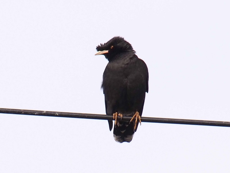 ハッカチョウ　成鳥（５態-4）　明石漁港　明石市　兵庫県　（写真提供：　長村）