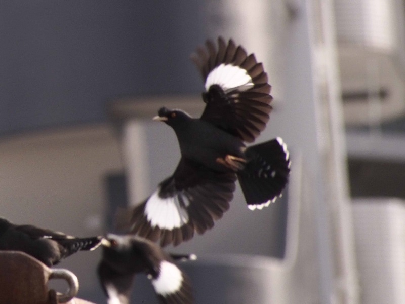 ハッカチョウ　成鳥（５態-5）　明石漁港　明石市　兵庫県　（写真提供：　長村）