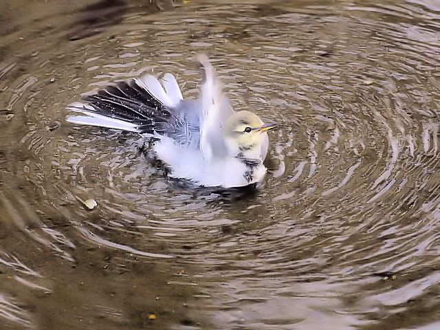 nNZLC@c@s@@2014/10/11@ Photo by Kohyuh