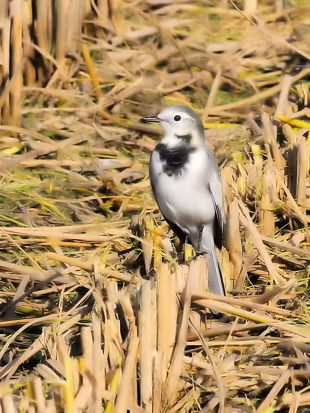 nNZLC iQ-1j@s@@2014/10/26@Photo by Kohyuh