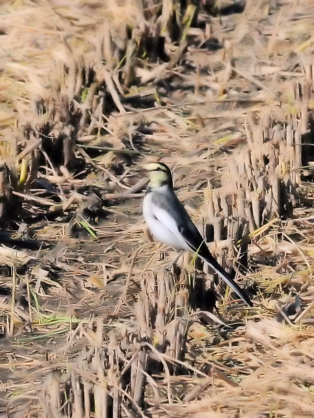 ~H̃nNZLCiQ-1j@s@@2016/10/10@ Photo by Kohyuh