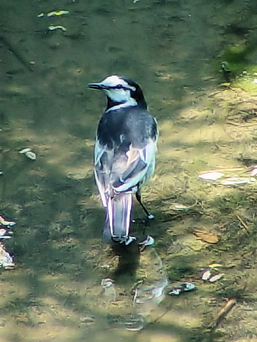 @ nNZLC@i@ĉH@j@s@h@ 2003/05/02@ Photo by Kohyuh