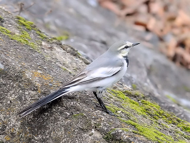 F nNZLC@ᒹ@s@@2011/12/07@ Photo by Kohyuh