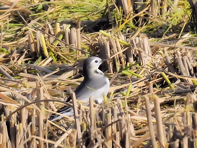 nNZLC iQ-2j@s@@2014/10/26@Photo by Kohyuh