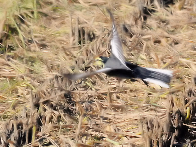 ~H̃nNZLCiQ-2j@s@@2016/10/10@ Photo by Kohyuh