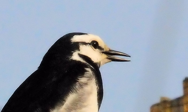 nNZLC@iQ-2jޗǁ@s@ 2017/04/30@Photo by Kohyuh