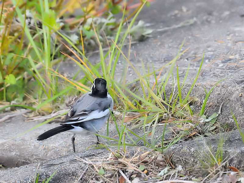 nNZLC@ iR-3j@D@s@2018/12/01@Photo by Kohyuh