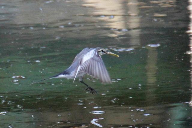 nNZLC@юp<@s@</font>@ 2014/10/08@ Photo by Manda