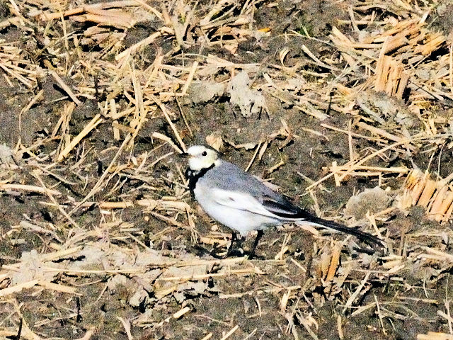 ハクセキレイ　防賀川　八幡市　2015/11/12　Photo by Kohyuh