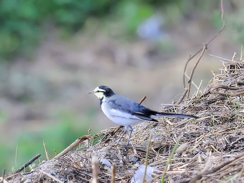 nNZLC@h@s@ 2017/09/18@Photo by Kohyuh