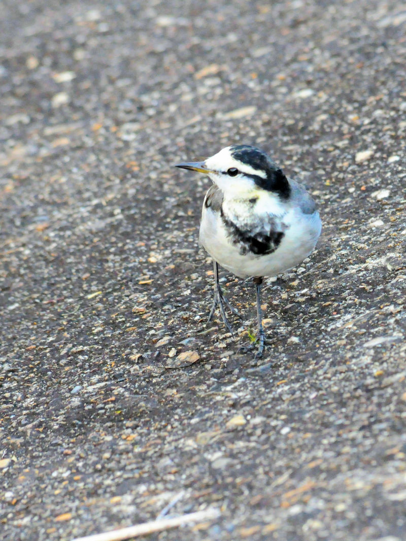 nNZLC@ iR-1j@D@s@2018/12/01@Photo by Kohyuh