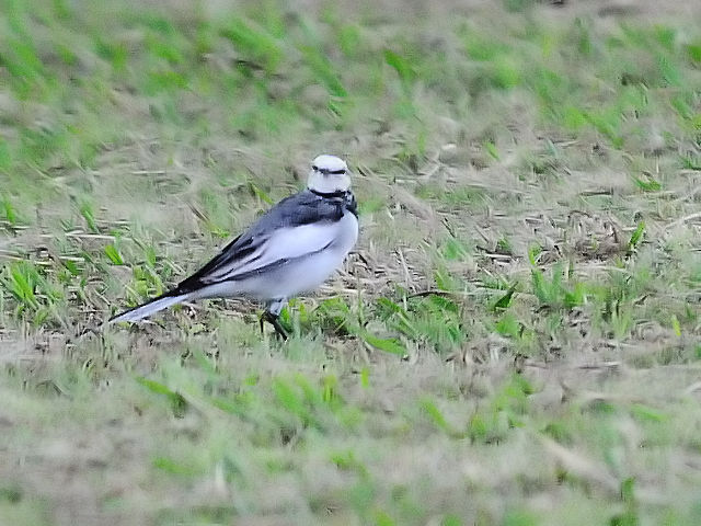 G  nNZLC@@Ύs@O]͐~@2012/10/02@ Photo by Kohyuh