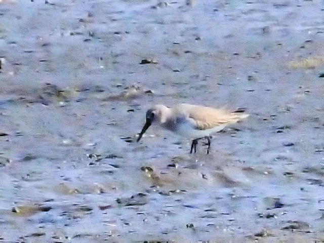 E n}VM@~H@er͌@F{@2010/11/16@Photo by Kohyuh