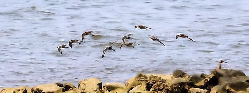 n}VMƃ_C`h̔ iQ-1j@@썶݁@s@2014/04/27@Photo by Kohyuh