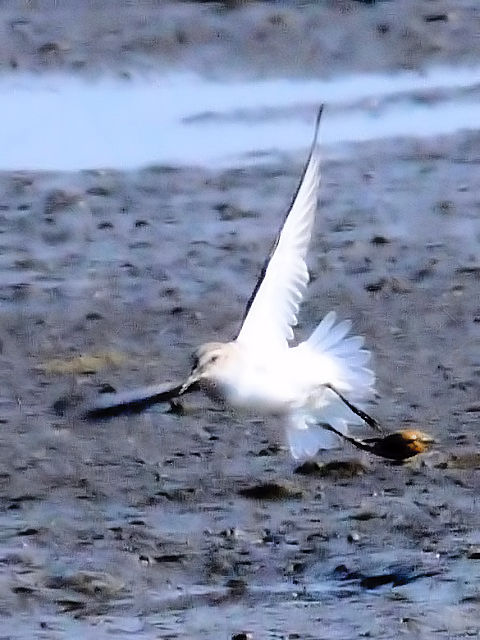 F n}VM@~H@er͌@F{@2010/11/16@Photo by Kohyuh