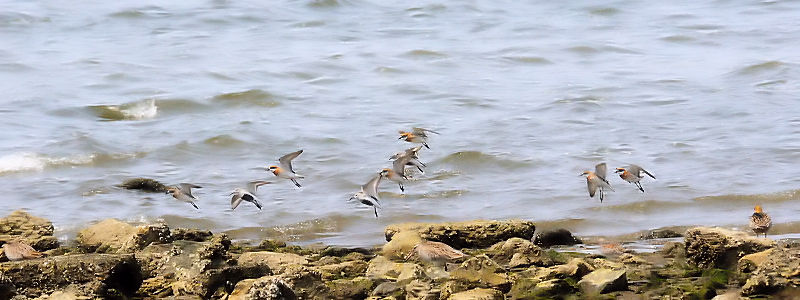 n}VMƃ_C`h̔ iQ-2j@@썶݁@s@2014/04/27@Photo by Kohyuh