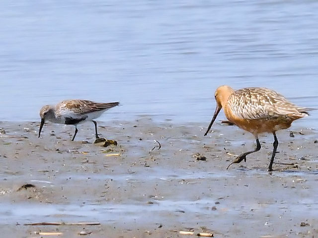 B  ijn}VM@ ƁiEjII\nVVM@@ĉH@썶݁@s@2010/04/28@Photo by Kohyuh