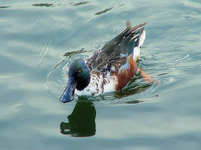 @@snVrK@t@@Ox@@2003/12/27@Photo by Kohyuh