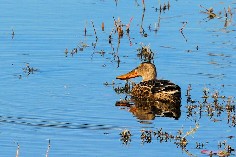 nVrK @J@s@2021/11/04@Photo by Kohyuh