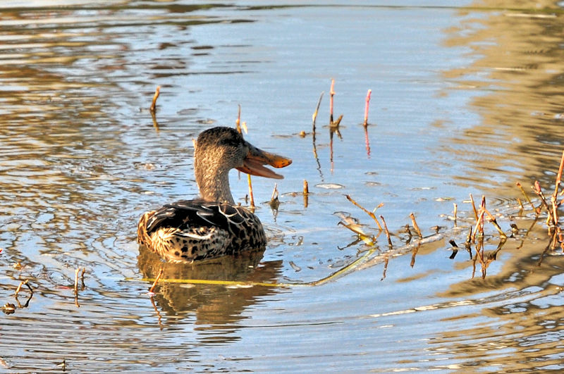 nVrK @J@s@2021/11/04@Photo by Kohyuh