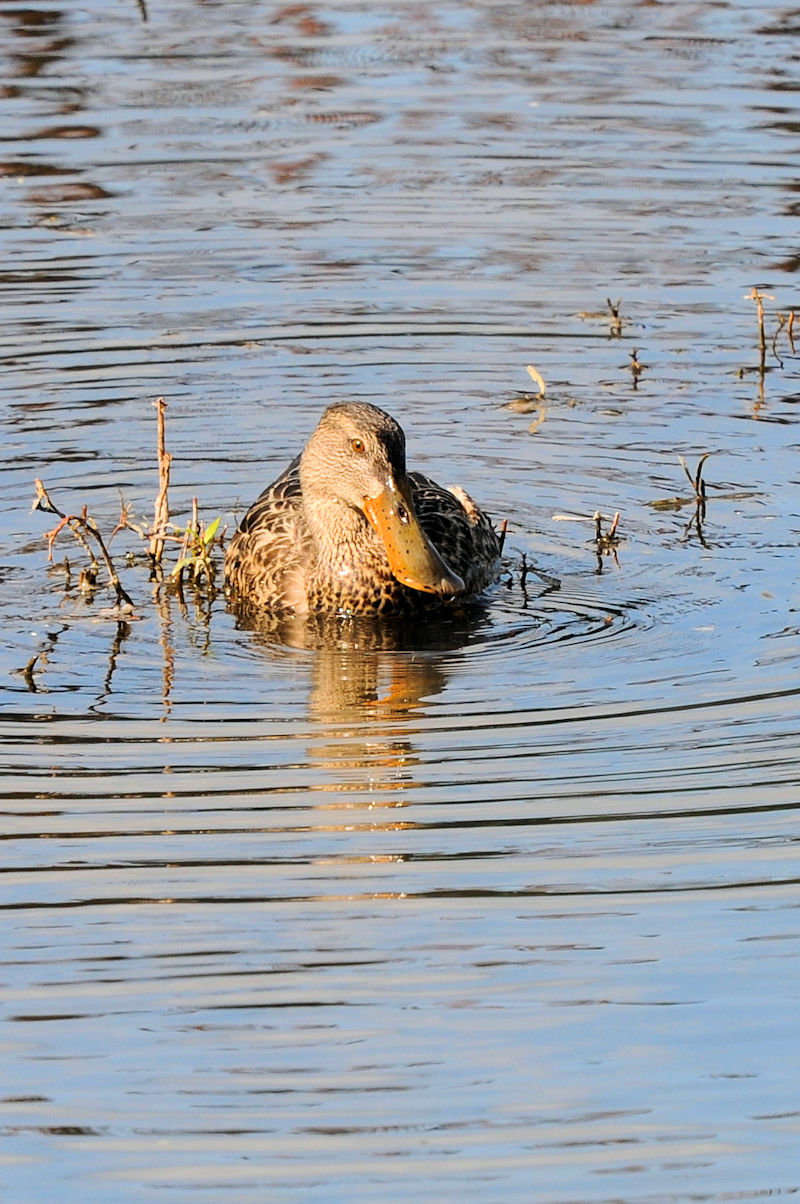 nVrK @J@s@2021/11/04@Photo by Kohyuh