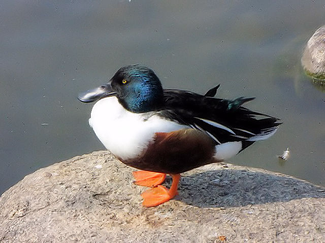 B nVrK@@@Ls@zr@2010/02/23@Photo by Kohyuh