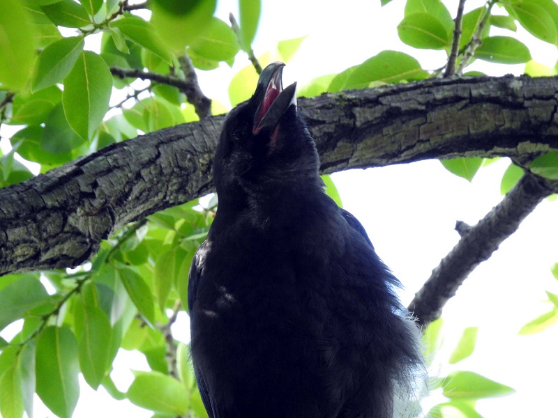 山田池　枚方市　2017/06/04　Photo by Nagamura　（写真提供：　長村）