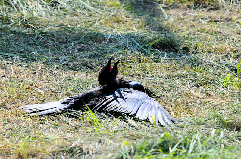 nV{\KX@J@s@2021/08/29@ Photo by Kohyuh