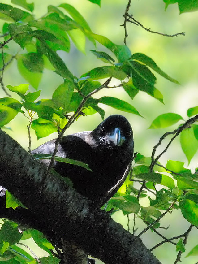 nV{\KX@w@s@2017/05/18@ Photo by Kohyuh