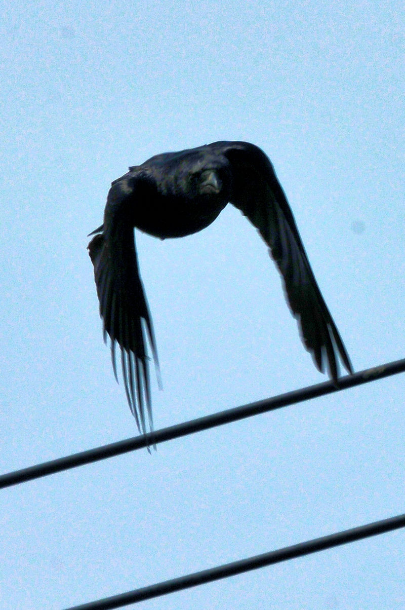 nV{\KX̔яo J@s@2022/03/28@ Photo by Kohyuh