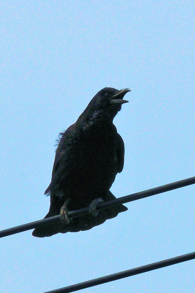 nV{\KX̔яo J@s@2022/03/28@ Photo by Kohyuh