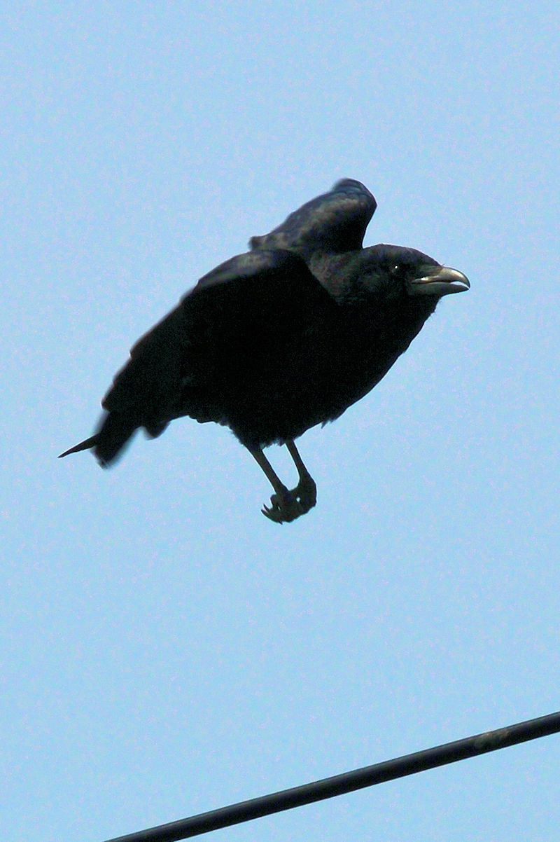 nV{\KX̔яo J@s@2022/03/28@ Photo by Kohyuh