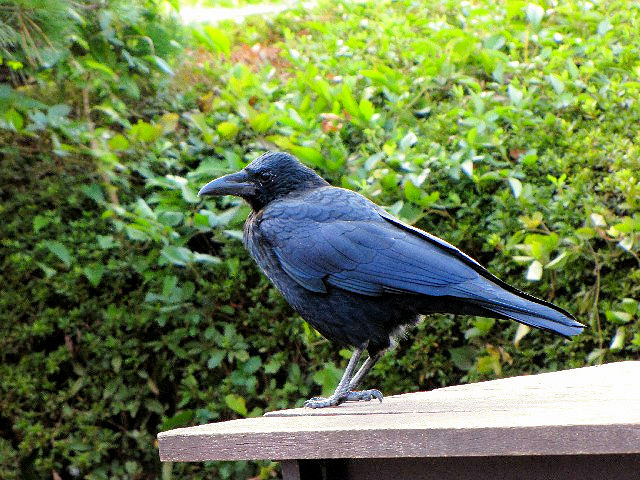 A nV{\KX@@ ls@ݍ@2009/10/13@ Photo by Kohyuh