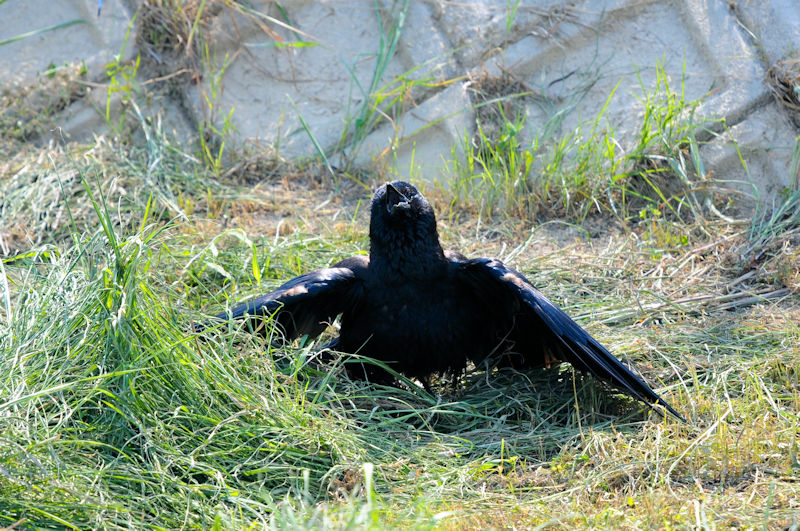 nV{\KX@J@s@2021/08/29@ Photo by Kohyuh