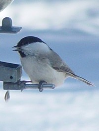 snVugKt@ʐ^̓NbNŊg傷