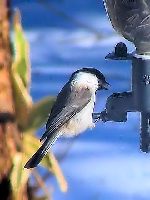 A nVugK@@ߋEكTN`A@kC@2008/02/01@Photo by Kohyuh