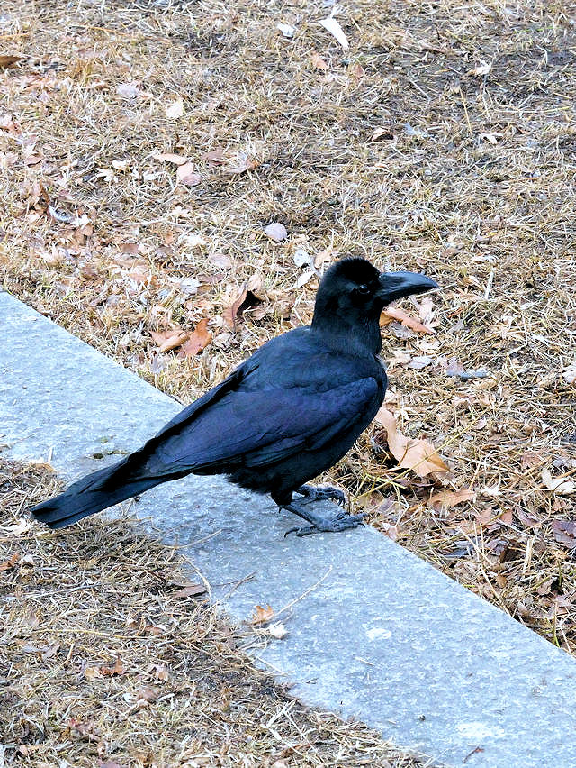 nVugKX@@ԔLOߌΒn@s@2018/01/07@Photo by Kohyuh