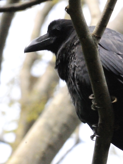 男山の鳥たち　ハシブトガラス　男山　八幡市　2015/04/16　Photo by Kohyuh